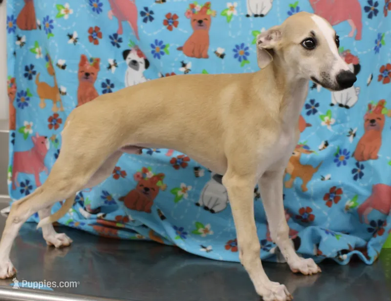 DAKOTA-AKC – Whippet puppy for sale in Bells, TX