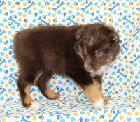 LUNA-ASDR GREEN EYES, a female Miniature Australian Shepherd for sale in Bells, TX – Photo 2 of 10