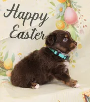 LUNA-ASDR GREEN EYES, a female Miniature Australian Shepherd for sale in Bells, TX – Photo 8 of 10