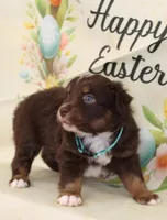 LUNA-ASDR GREEN EYES, a female Miniature Australian Shepherd for sale in Bells, TX – Photo 9 of 10