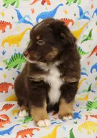 LUNA-ASDR GREEN EYES, a female Miniature Australian Shepherd for sale in Bells, TX – Photo 4 of 10
