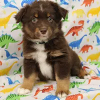 LUNA-ASDR GREEN EYES, a female Miniature Australian Shepherd for sale in Bells, TX – Photo 2 of 10
