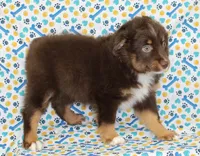 LUNA-ASDR GREEN EYES, a female Miniature Australian Shepherd for sale in Bells, TX – Photo 3 of 10