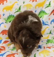 LUNA-ASDR GREEN EYES, a female Miniature Australian Shepherd for sale in Bells, TX – Photo 5 of 10