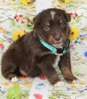 LUNA-ASDR GREEN EYES, a female Miniature Australian Shepherd for sale in Bells, TX – Photo 10 of 10