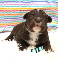 LUNA-ASDR BLUE EYES, a female Miniature Australian Shepherd for sale in Bells, TX – Photo 5 of 5