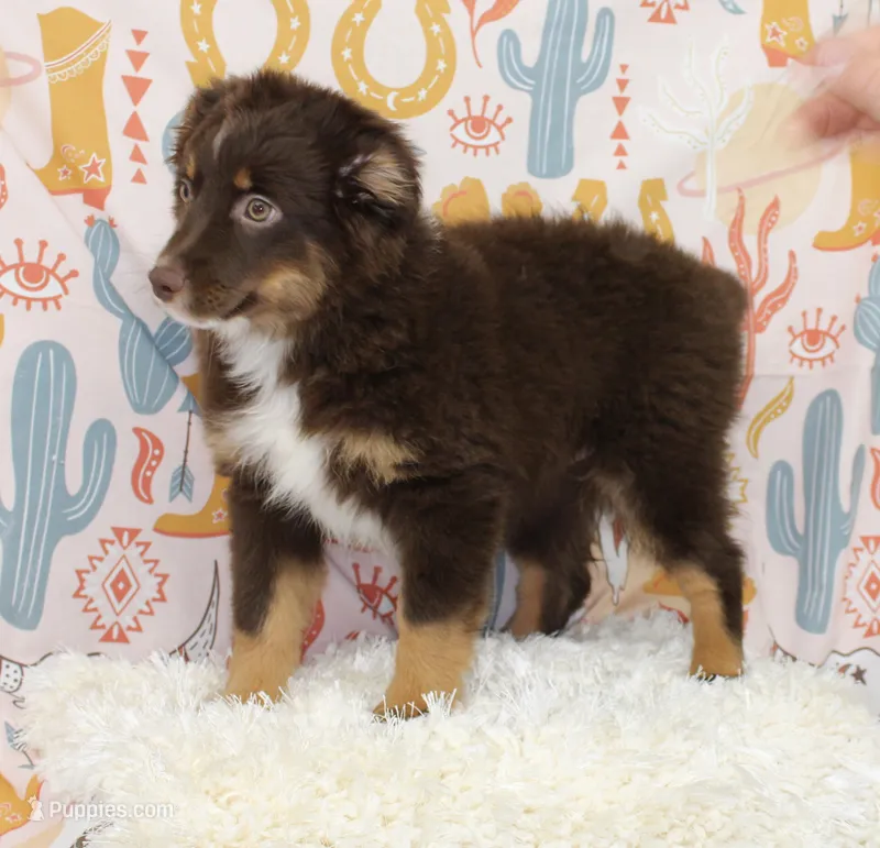 LUNA-ASDR GREEN EYES – Miniature Australian Shepherd puppy for sale in Bells, TX