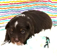 LUNA-ASDR BLUE EYES, a female Miniature Australian Shepherd for sale in Bells, TX – Photo 2 of 5
