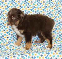 LUNA-ASDR GREEN EYES, a female Miniature Australian Shepherd for sale in Bells, TX – Photo 4 of 10