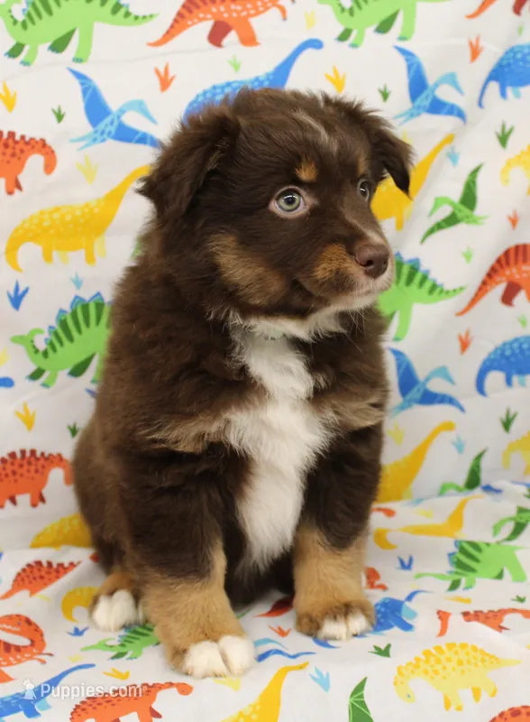 LUNA-ASDR GREEN EYES – Miniature Australian Shepherd puppy for sale in Bells, TX