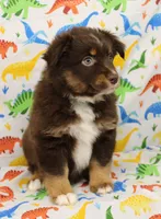 LUNA-ASDR GREEN EYES, a female Miniature Australian Shepherd for sale in Bells, TX – Photo 1 of 10