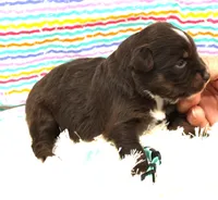 LUNA-ASDR BLUE EYES, a female Miniature Australian Shepherd for sale in Bells, TX – Photo 4 of 5