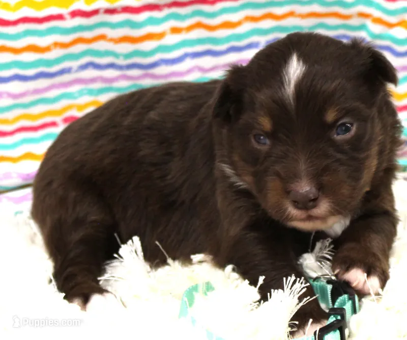 LUNA-ASDR BLUE EYES, a female Miniature Australian Shepherd for sale in Bells, TX – Photo 1 of 5