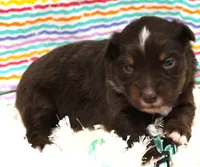 LUNA-ASDR BLUE EYES, a female Miniature Australian Shepherd for sale in Bells, TX – Photo 1 of 5