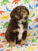 LUNA-ASDR GREEN EYES, a female Miniature Australian Shepherd for sale in Bells, TX – Photo 3 of 10
