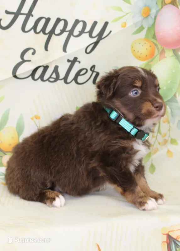 LUNA-ASDR BLUE EYES – Miniature Australian Shepherd puppy for sale in Bells, TX
