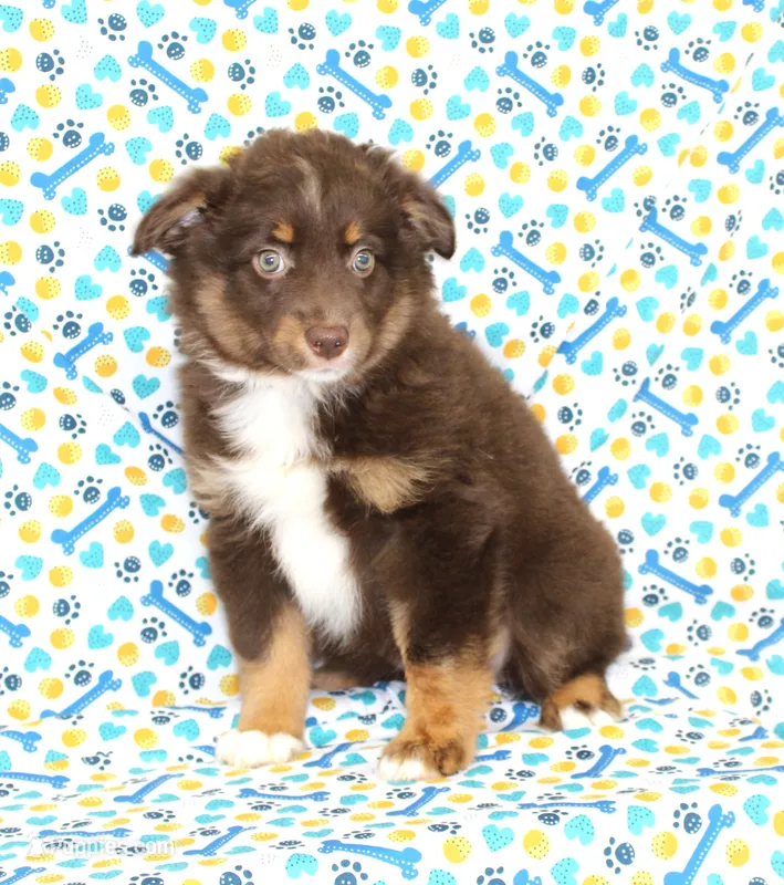 LUNA-ASDR GREEN EYES – Miniature Australian Shepherd puppy for sale in Bells, TX