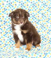 LUNA-ASDR GREEN EYES, a female Miniature Australian Shepherd for sale in Bells, TX – Photo 1 of 10