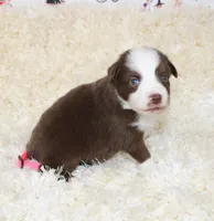 PIPER-ASDR BLUE EYES, a female Miniature Australian Shepherd and Toy Australian Shepherd for sale in Bells, TX – 3 of 6