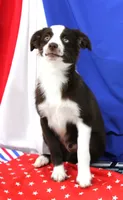 BOONE-TOY ASDR VACCINATIONS COMPLETE, a male Toy Australian Shepherd for sale in Bells, TX – 8 of 8