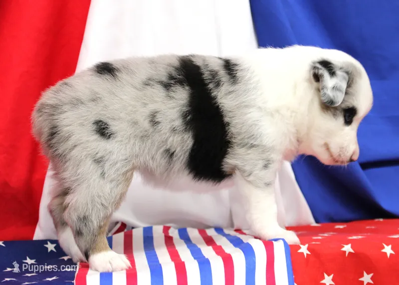CHLOE-MINI AUSSIE  ASDR – Miniature Australian Shepherd puppy for sale in Bells, TX