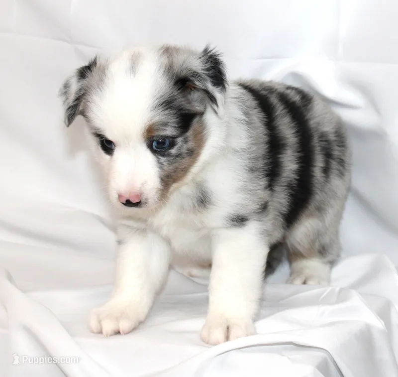CHLOE-MINI AUSSIE  ASDR – Miniature Australian Shepherd puppy for sale in Bells, TX