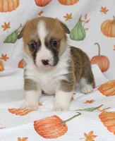 BONNIE, a female Pembroke Welsh Corgi for sale in Bells, TX – 3 of 5