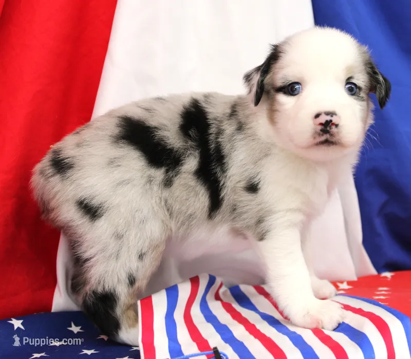 CORY-MINI AUSSIE  ASDR – Miniature Australian Shepherd puppy for sale in Bells, TX