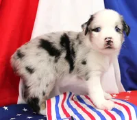 CORY-MINI AUSSIE  ASDR, a female Miniature Australian Shepherd for sale in Bells, TX – 1 of 4