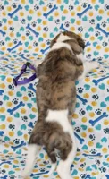 TORI-AKC, a female Whippet for sale in Bells, TX – 3 of 5