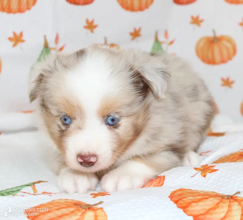 TOY TUCKER-ASDR BLUE EYES, a female Miniature Australian Shepherd and Toy Australian Shepherd for sale in Bells, TX – 1 of 9