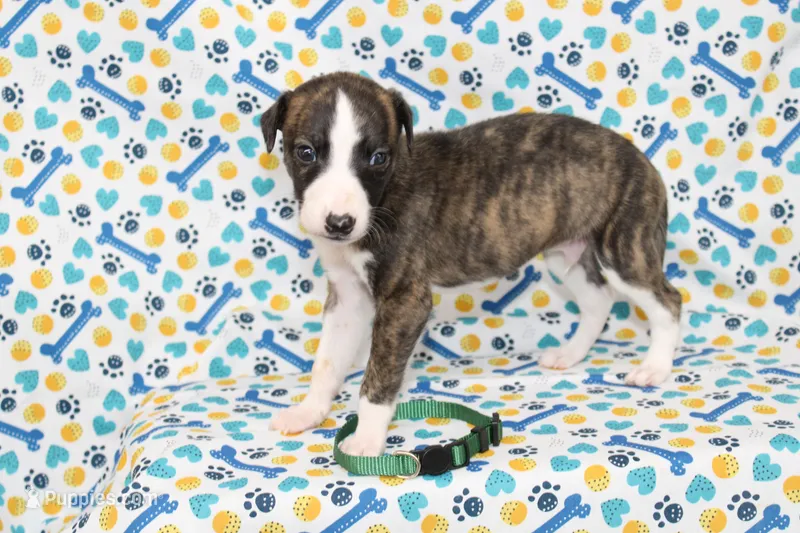 KORY-AKC – Whippet puppy for sale in Bells, TX