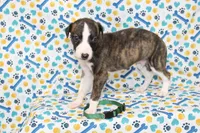 KORY-AKC, a female Whippet for sale in Bells, TX – 1 of 5