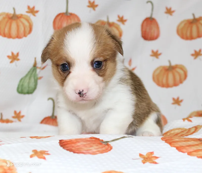 JUNE BUG – Pembroke Welsh Corgi puppy for sale in Bells, TX