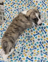 ZUKE-AKC, a female Whippet for sale in Bells, TX – 3 of 6
