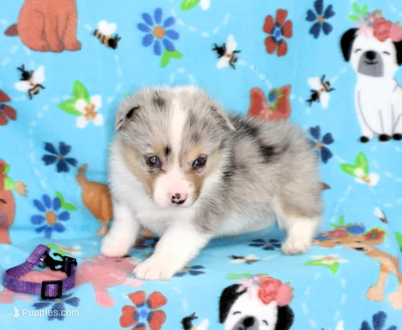 FREEDOM -BLUE EYES – Pembroke Welsh Corgi puppy for sale in Bells, TX