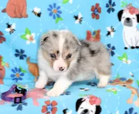 FREEDOM -BLUE EYES, a female Pembroke Welsh Corgi for sale in Bells, TX – 1 of 5