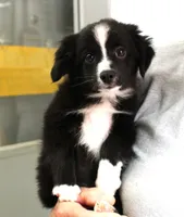 INDIGO-TOY ASDR, a female Toy Australian Shepherd for sale in Bells, TX – 5 of 9
