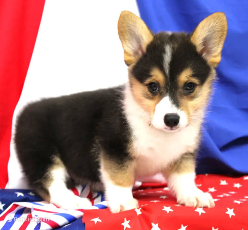 FIRECRACKER – Pembroke Welsh Corgi puppy for sale in Bells, TX