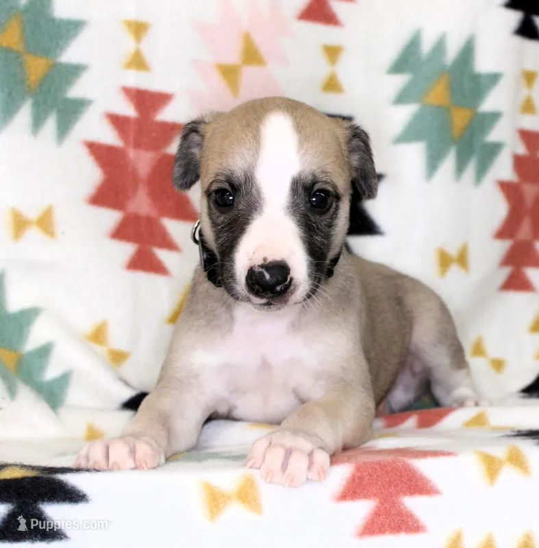 MONTANA-AKC – Whippet puppy for sale in Bells, TX
