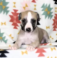 MONTANA-AKC, a male Whippet for sale in Bells, TX – Photo 1 of 3