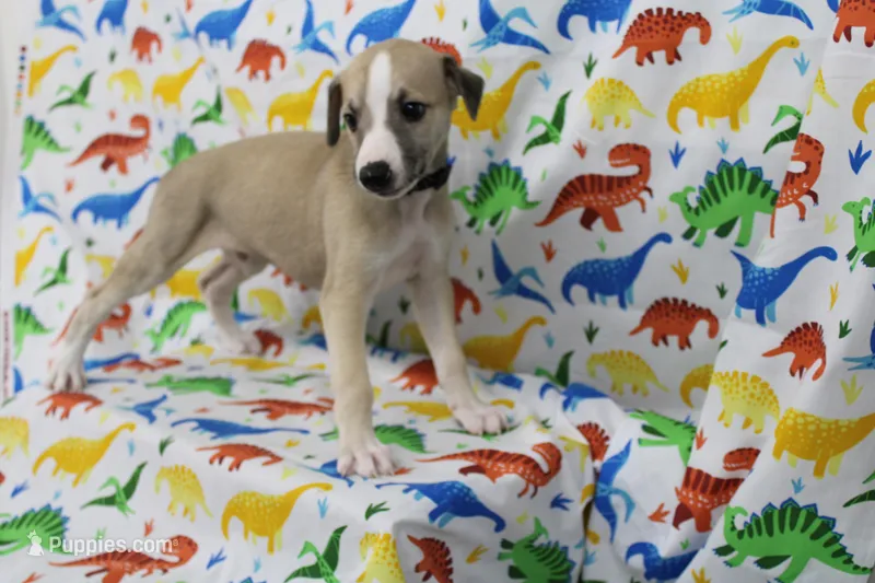 MONTANA-AKC – Whippet puppy for sale in Bells, TX