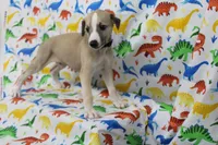 MONTANA-AKC, a male Whippet for sale in Bells, TX – Photo 6 of 9