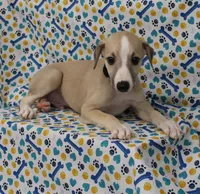 MONTANA-AKC, a male Whippet for sale in Bells, TX – Photo 5 of 9