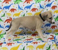 MONTANA-AKC, a male Whippet for sale in Bells, TX – Photo 3 of 9