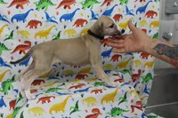 MONTANA-AKC, a male Whippet for sale in Bells, TX – Photo 7 of 9