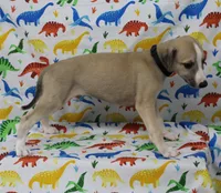 MONTANA-AKC, a male Whippet for sale in Bells, TX – Photo 9 of 9