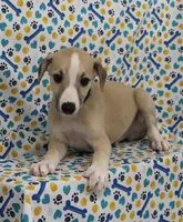 MONTANA-AKC, a male Whippet for sale in Bells, TX – Photo 4 of 9