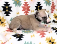 MONTANA-AKC, a male Whippet for sale in Bells, TX – Photo 2 of 3