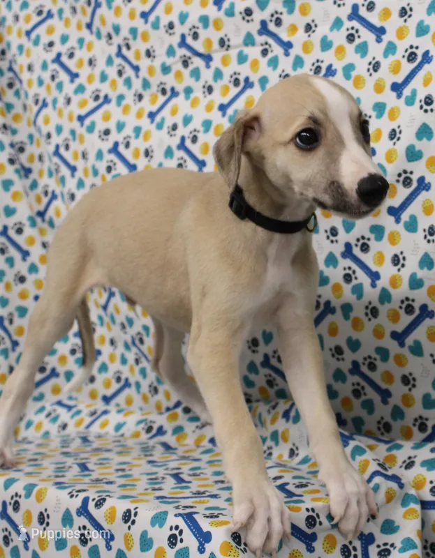 MONTANA-AKC – Whippet puppy for sale in Bells, TX